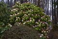 Rhododendron brachycarpum-5 Różanecznik